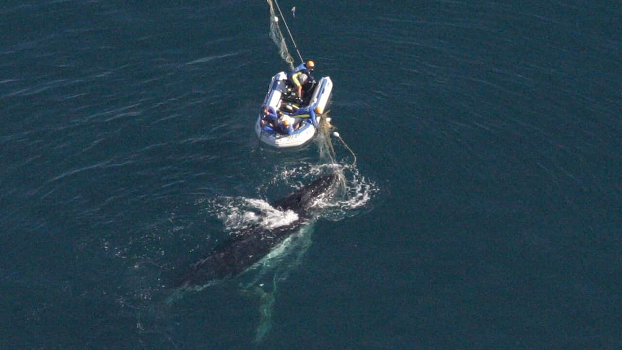 A high-angle photo shows a small inflatable boat with people in it, positioned next to a large whale. The whale is partially tangled in a fishing net, and a rescue effort appears to be underway.