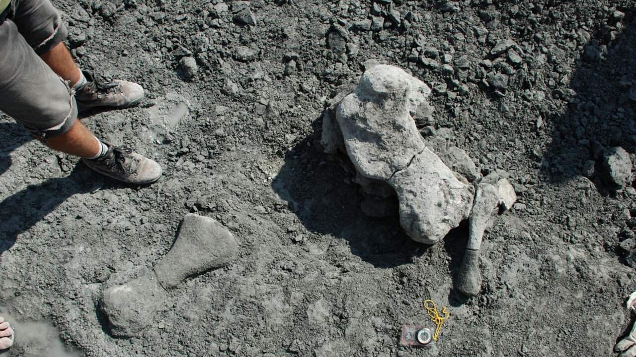 Limb bones of dicynodont, Lisowice locality, Silesia, Poland.