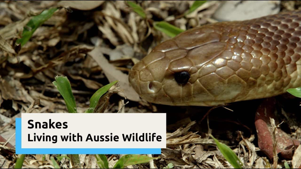 Snakes | Living with Aussie Wildlife | SBS English