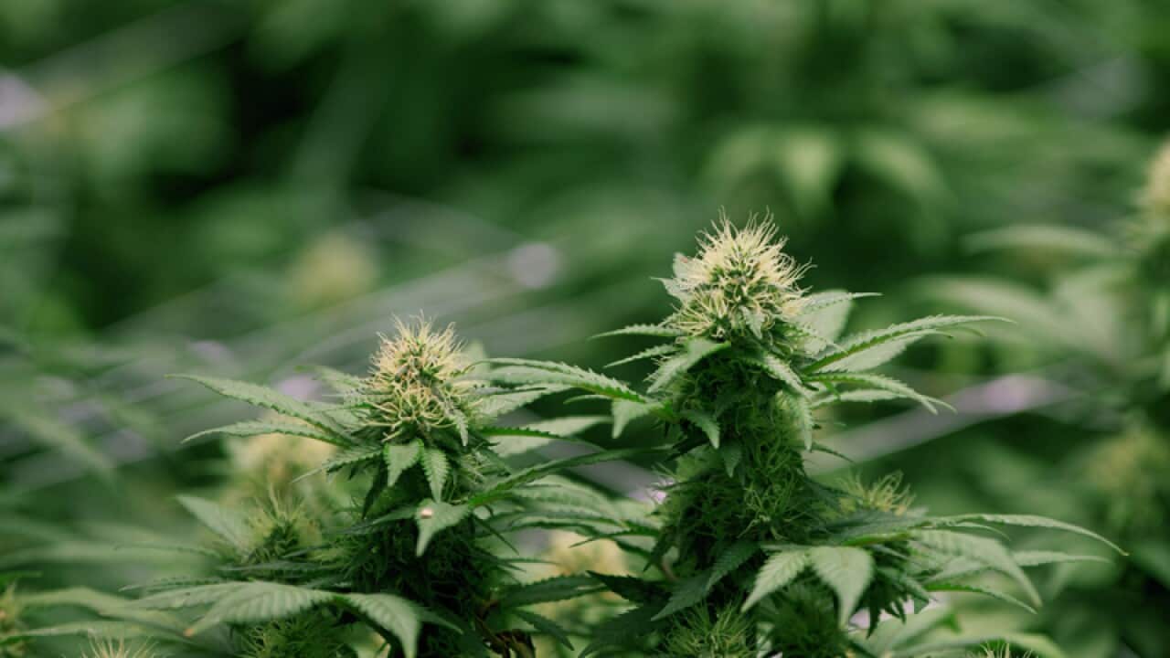 Growing flowers of cannabis