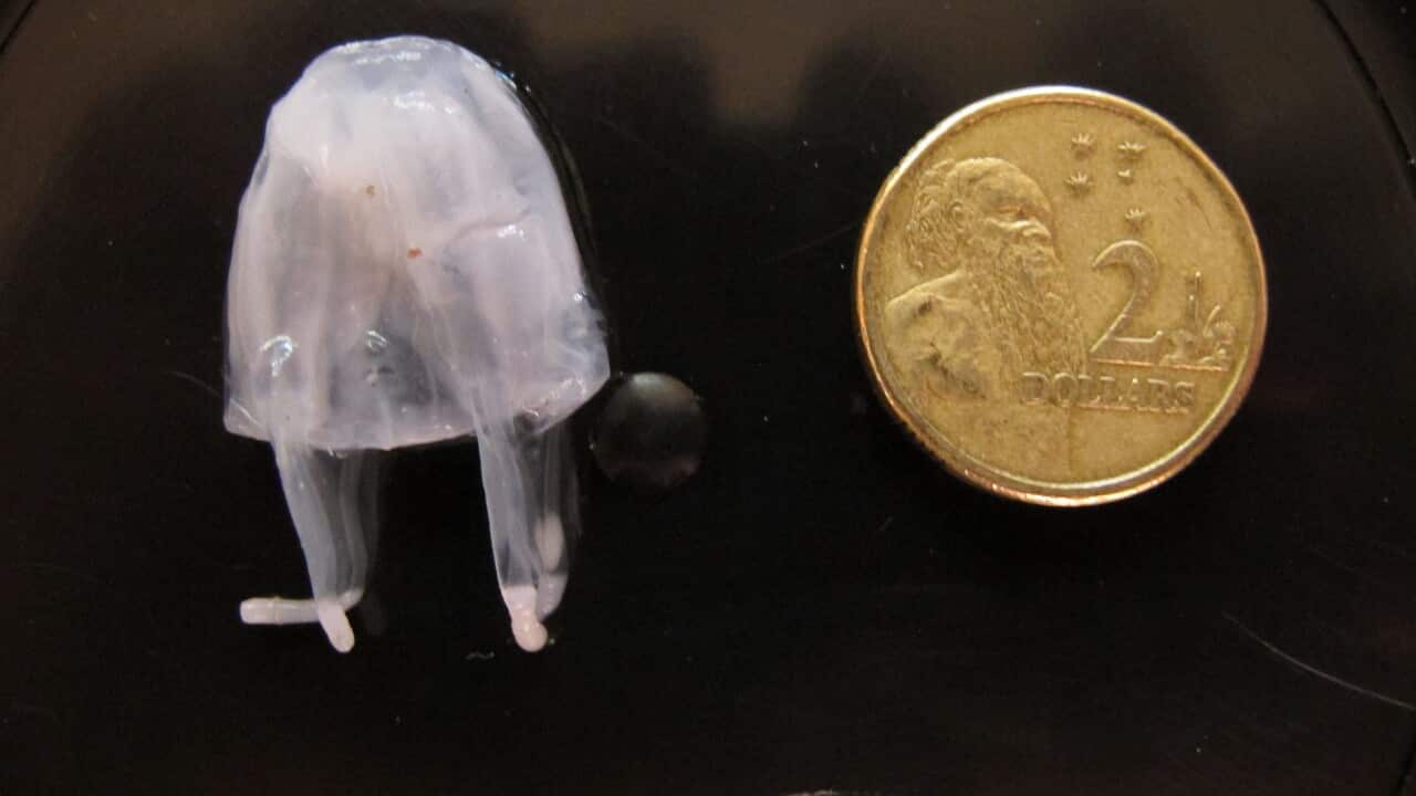 An irukandji jellyfish.
