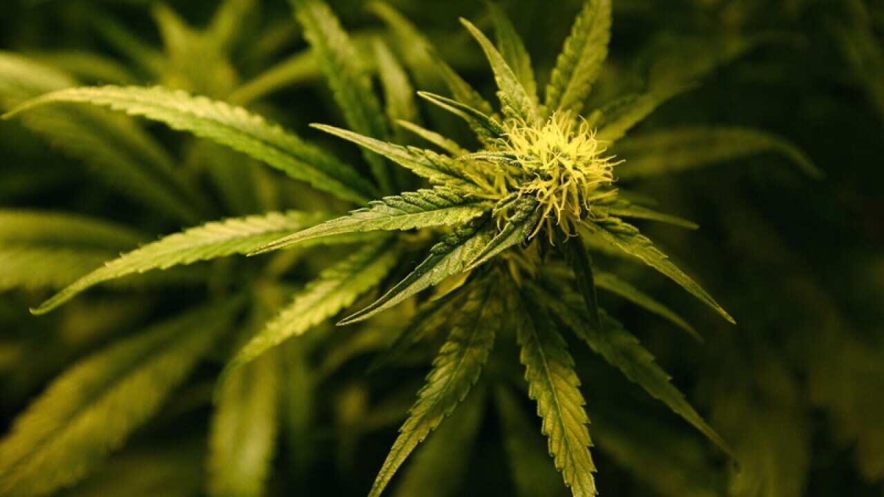 Plants in a cannabis farm.