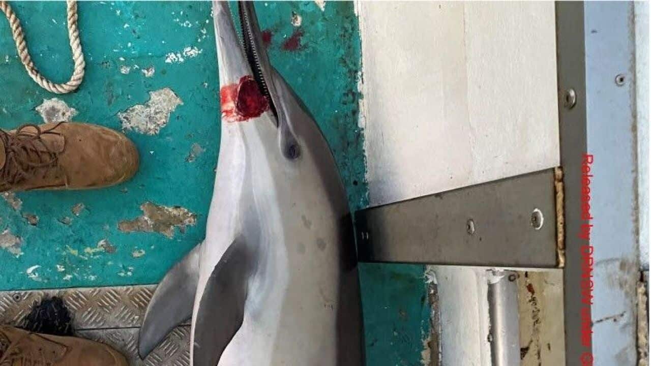 Durch Hainetz getöteter Delfin.jpeg