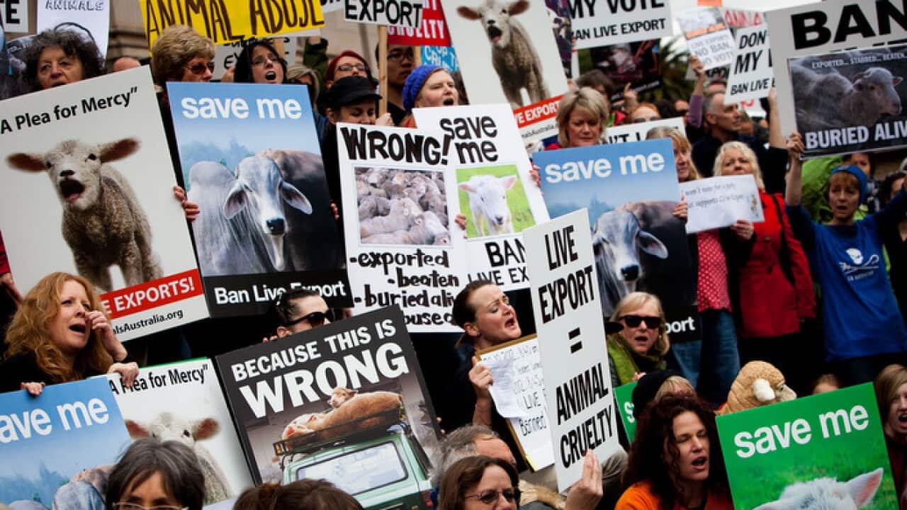 تظاهراتی در ملبورن در اعتراض به صادرات دام زنده