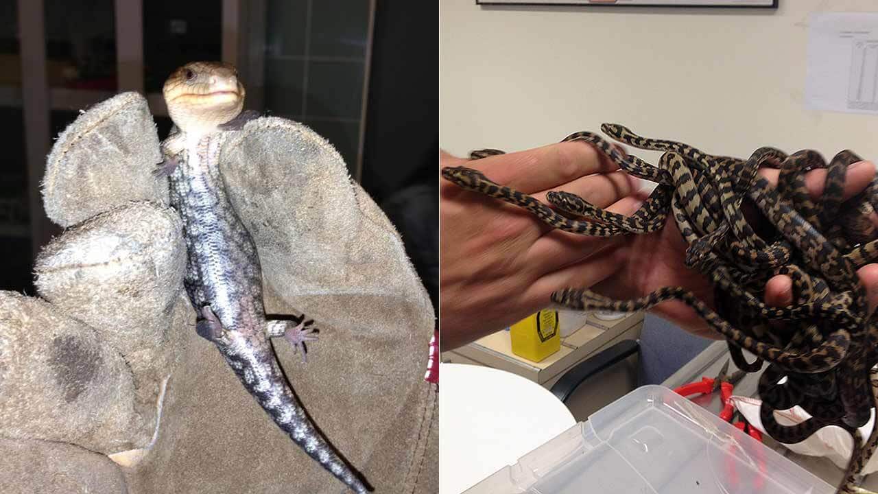 'International' exotic reptile smuggling ring busted as Australian man