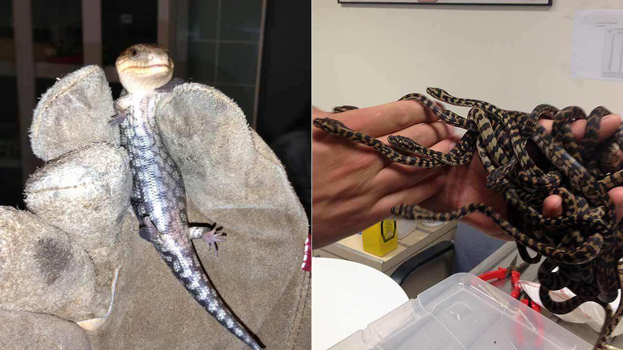 'International' exotic reptile smuggling ring busted as Australian man