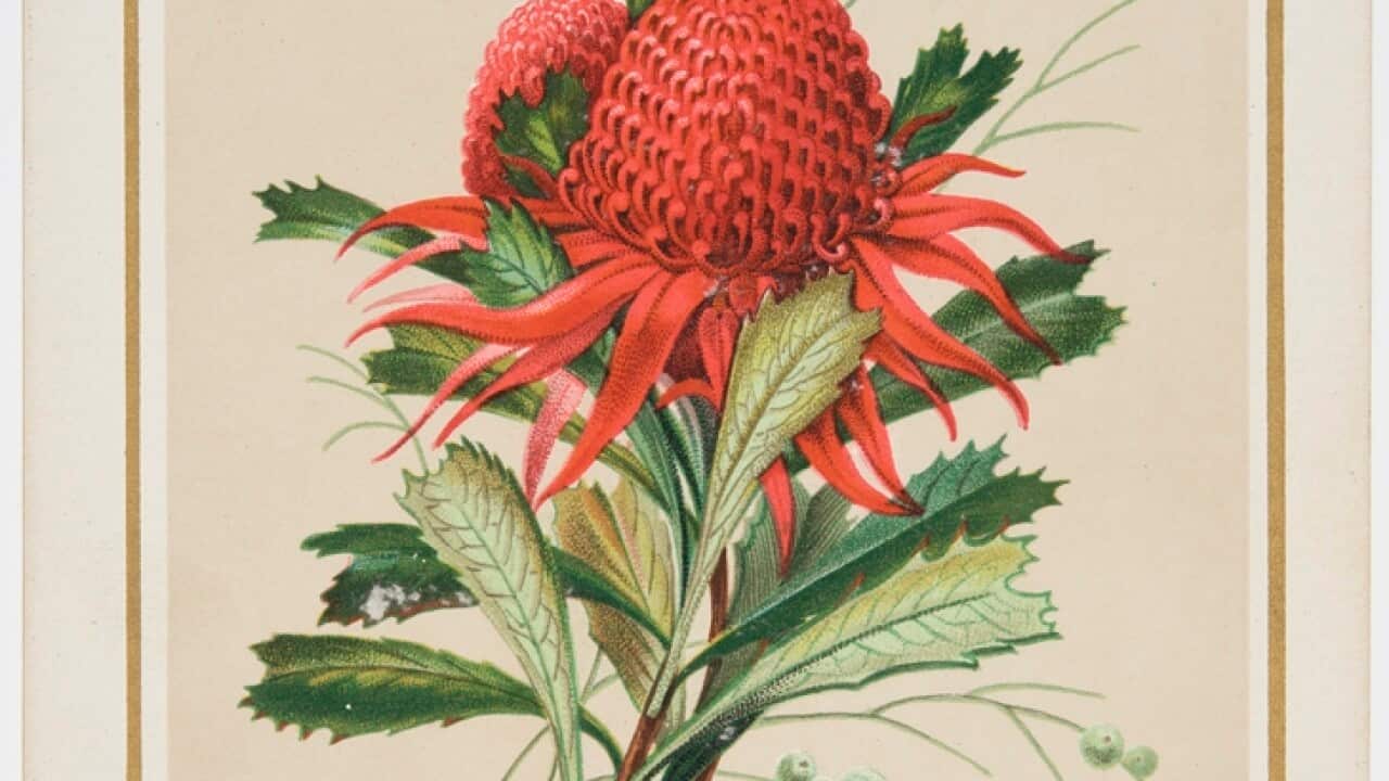 Australian floral cards / [H. M. Forde and H. Scott]