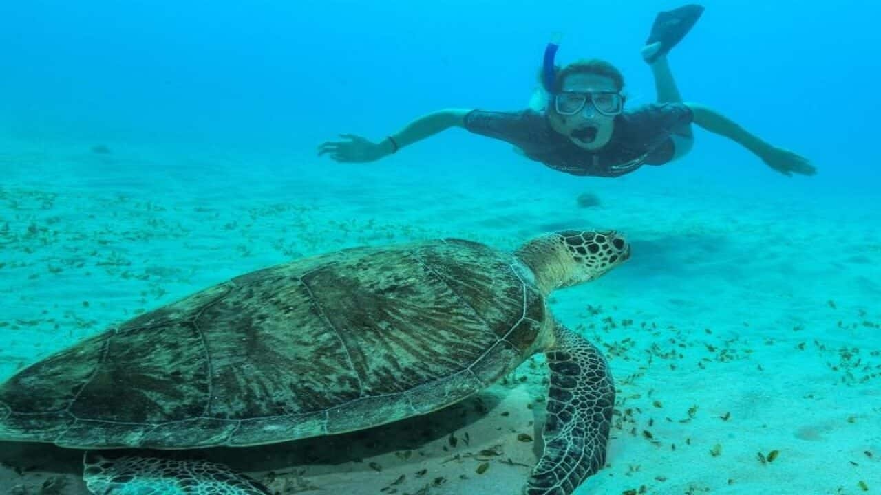 Emily McKeon snorkeling on the Great Barrier Reef, off Cairns.