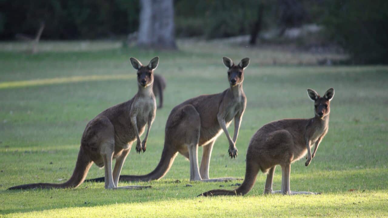 kangaroos