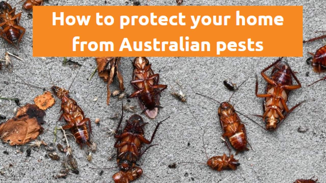 How to protect your home from Australia’s common pests.png