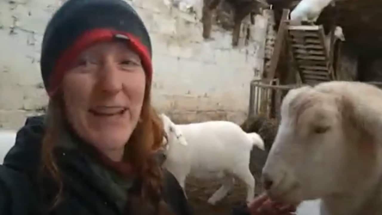 Goats on Zoom: English farm finds new income by livening up video conferences