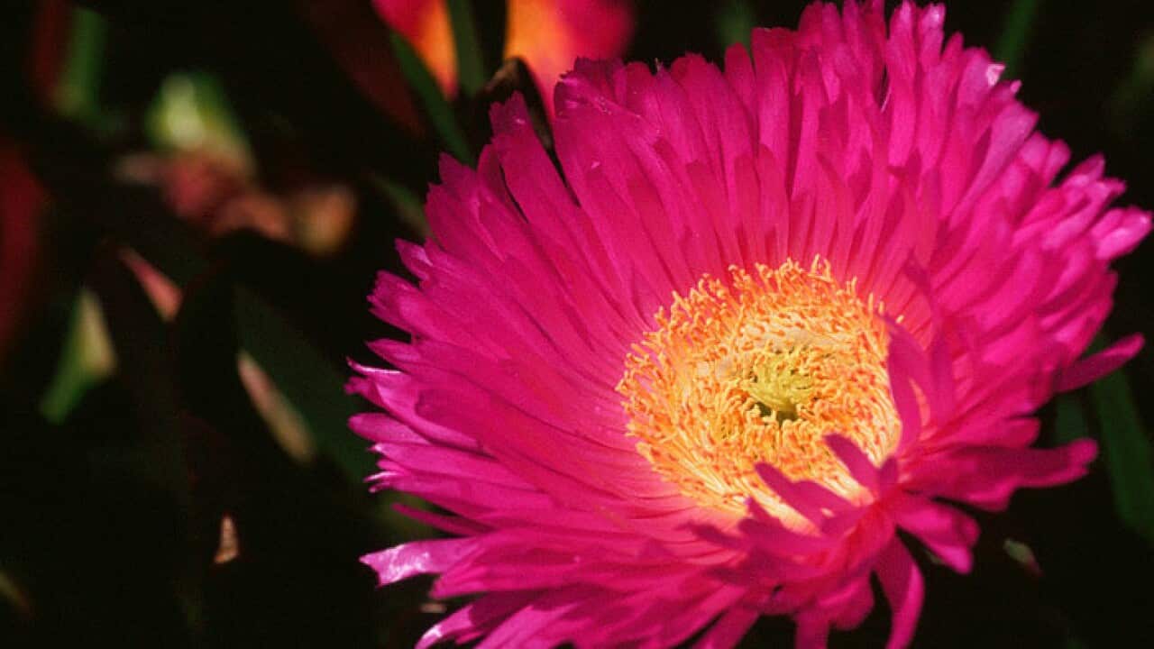 Pig Face Flower