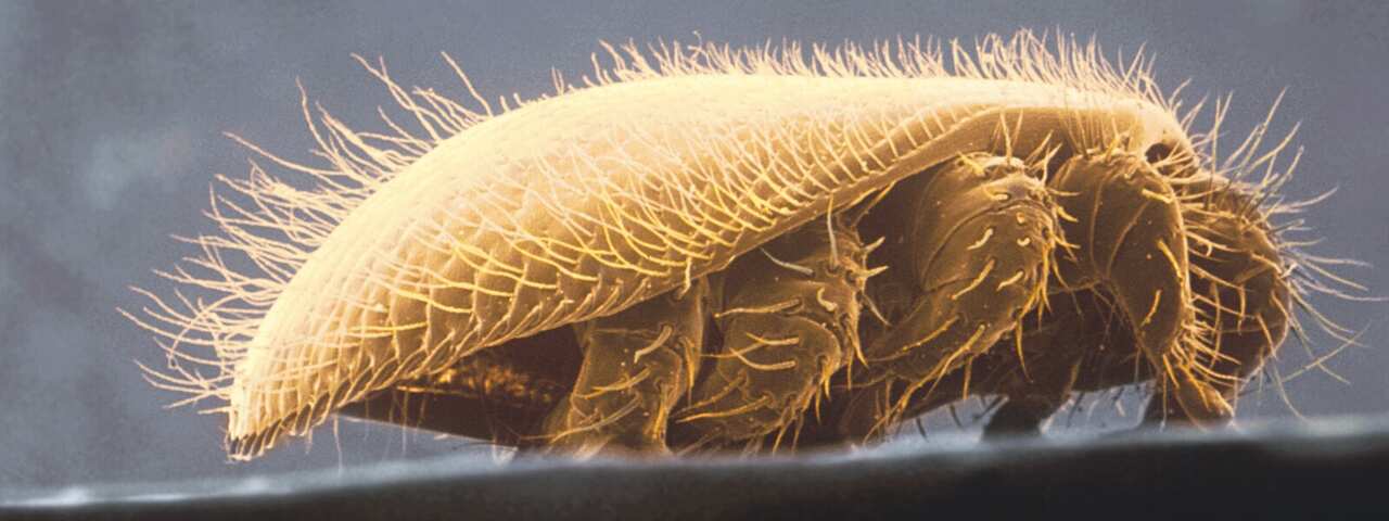 A close up of a varroa mite