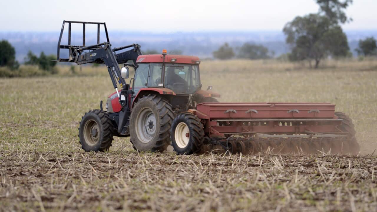 A dairy farmer sows barley on his property