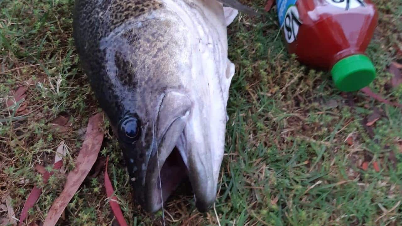 Cotter river fish caught by Martin Stoyanov