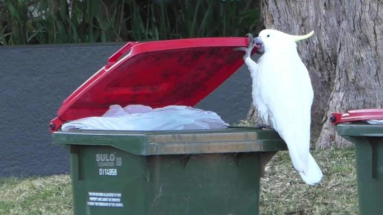 Opening-a-bin-is-a-‘tricky-undertaking-for-the-cockatoos-requiring-the-use-of-claws