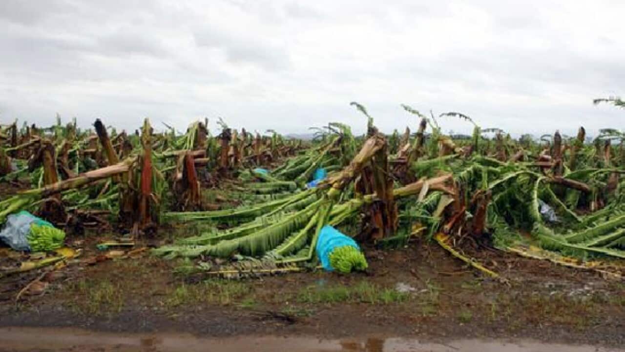 farm_yasi_L_100304_aap_1950413294