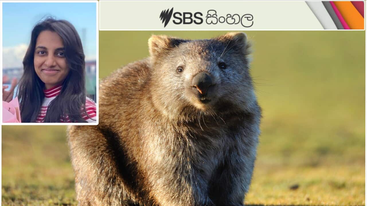 Wombat