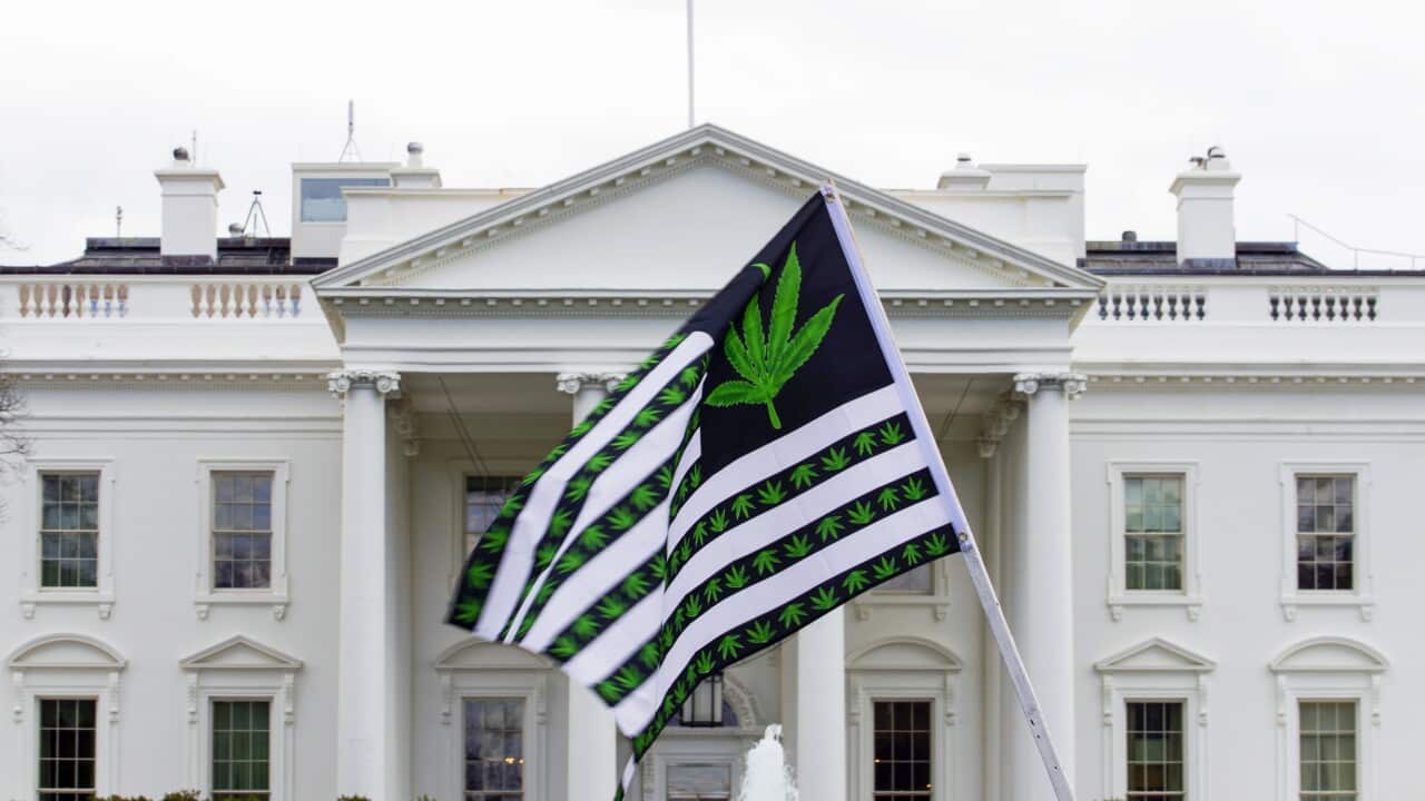 Fu'a ma le ata o le marijuana.