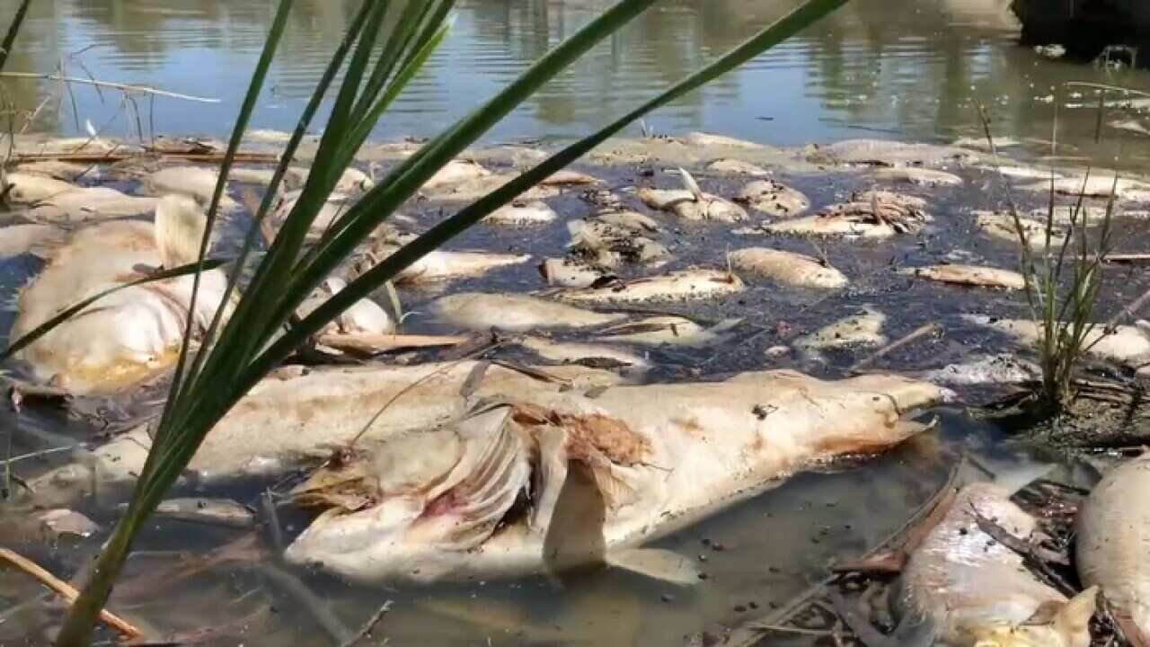 Dead fish in the Darling River (SBS)