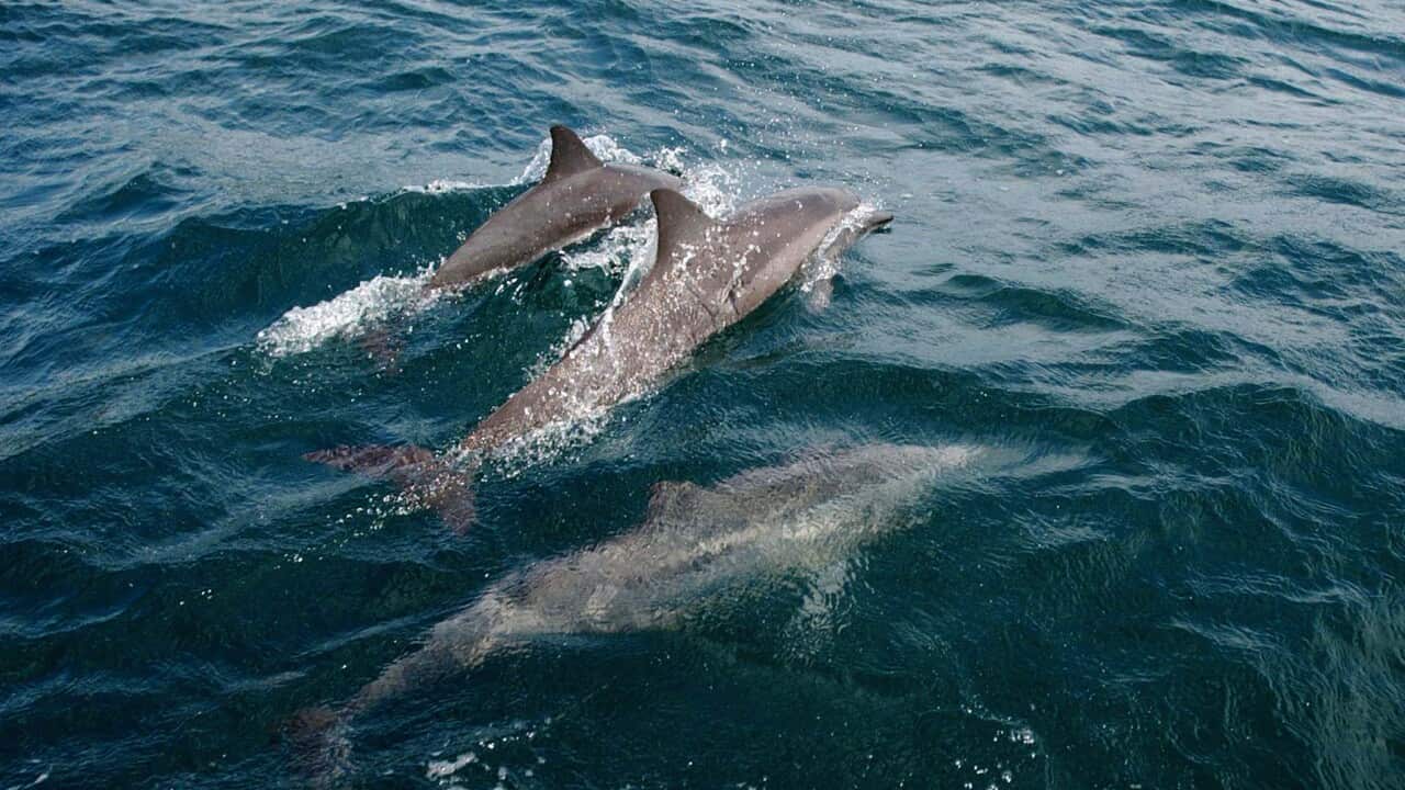 SOLOMON ISLANDS AUSTRALIA DOLPHINS