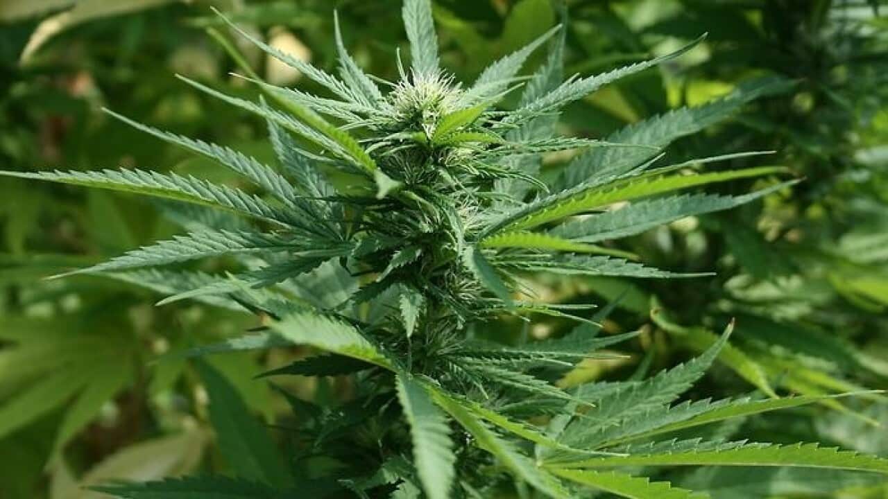 cannabis