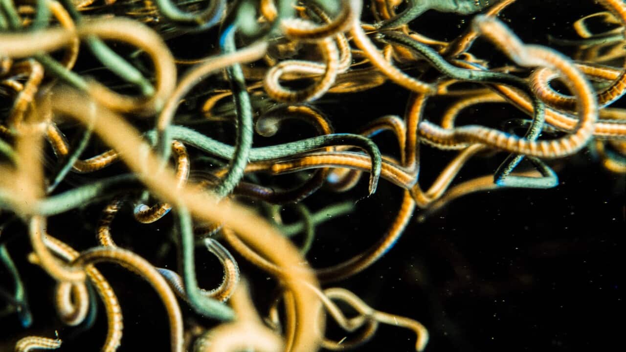 Sea Worms