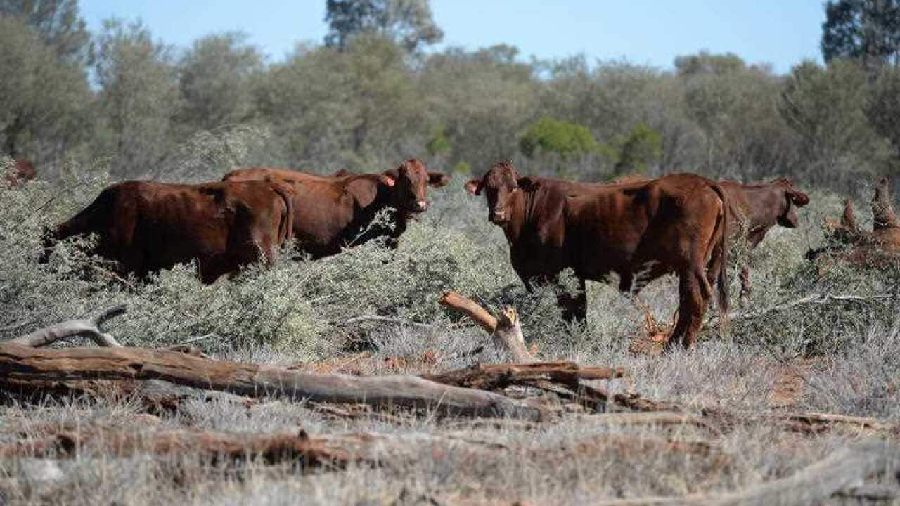 Underweight cattle feed on Mulga on a drought effected property near St George, Queensland.