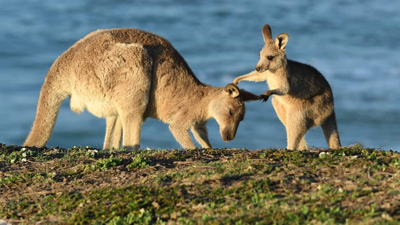 An eastern grey kangaroo joey plays with its mother at sunrise on Look At Me Now Headland, north of Coffs Harbour.