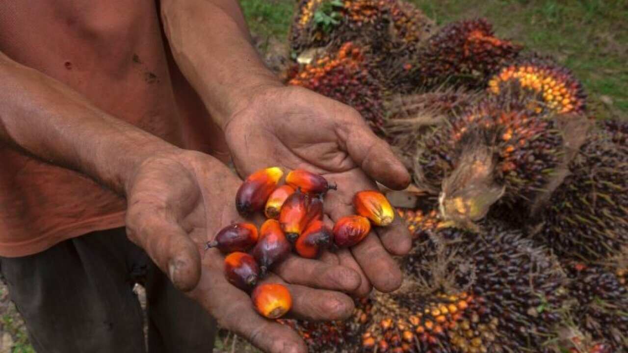 A palm oil farmer displays palm oil seeds in Kampar, Riau.