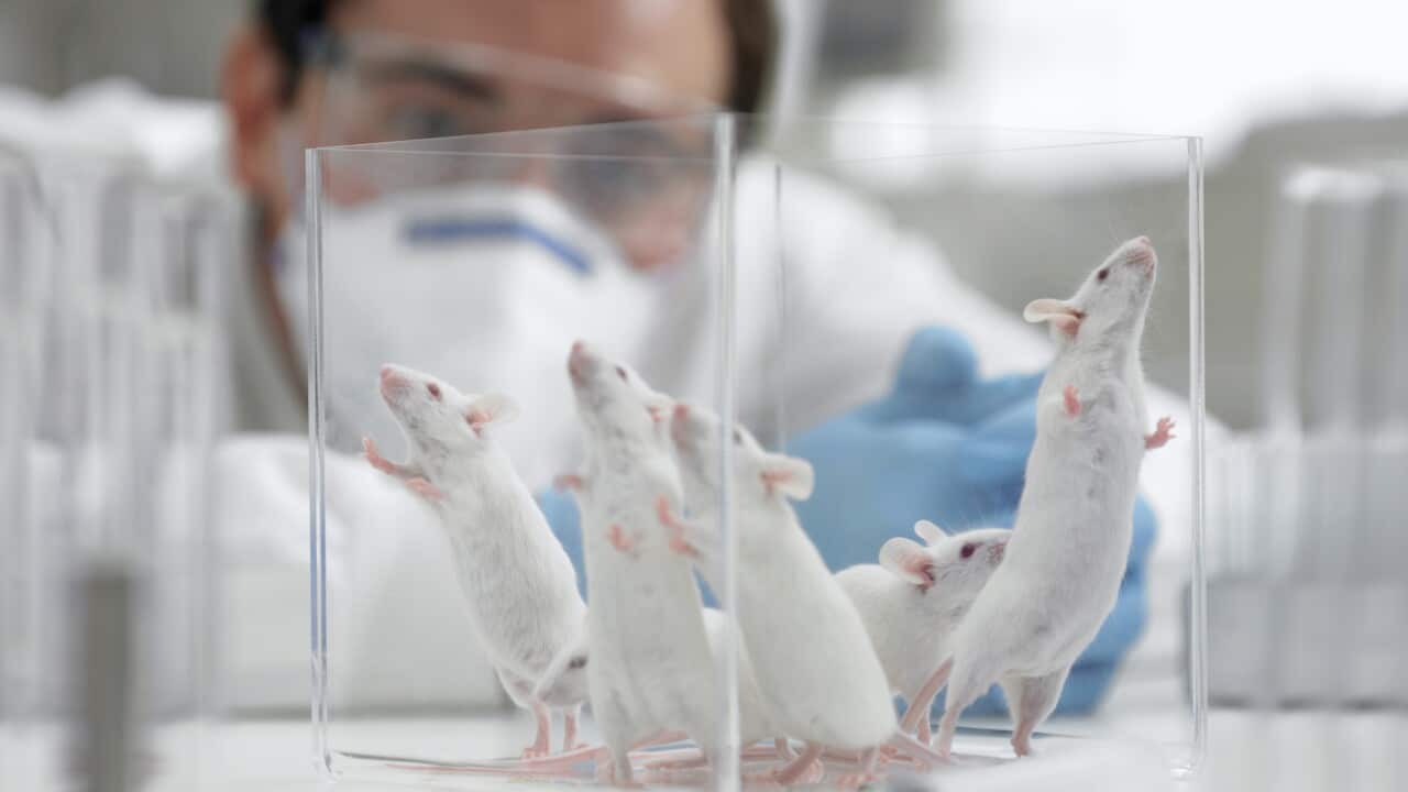 Scientist watching mice in laboratory