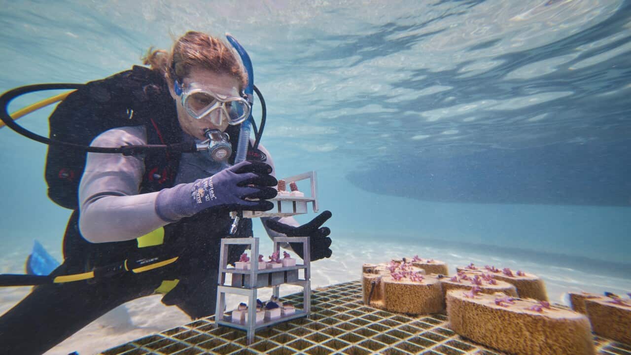 Coral_Maker-Autodesk-111.jpg