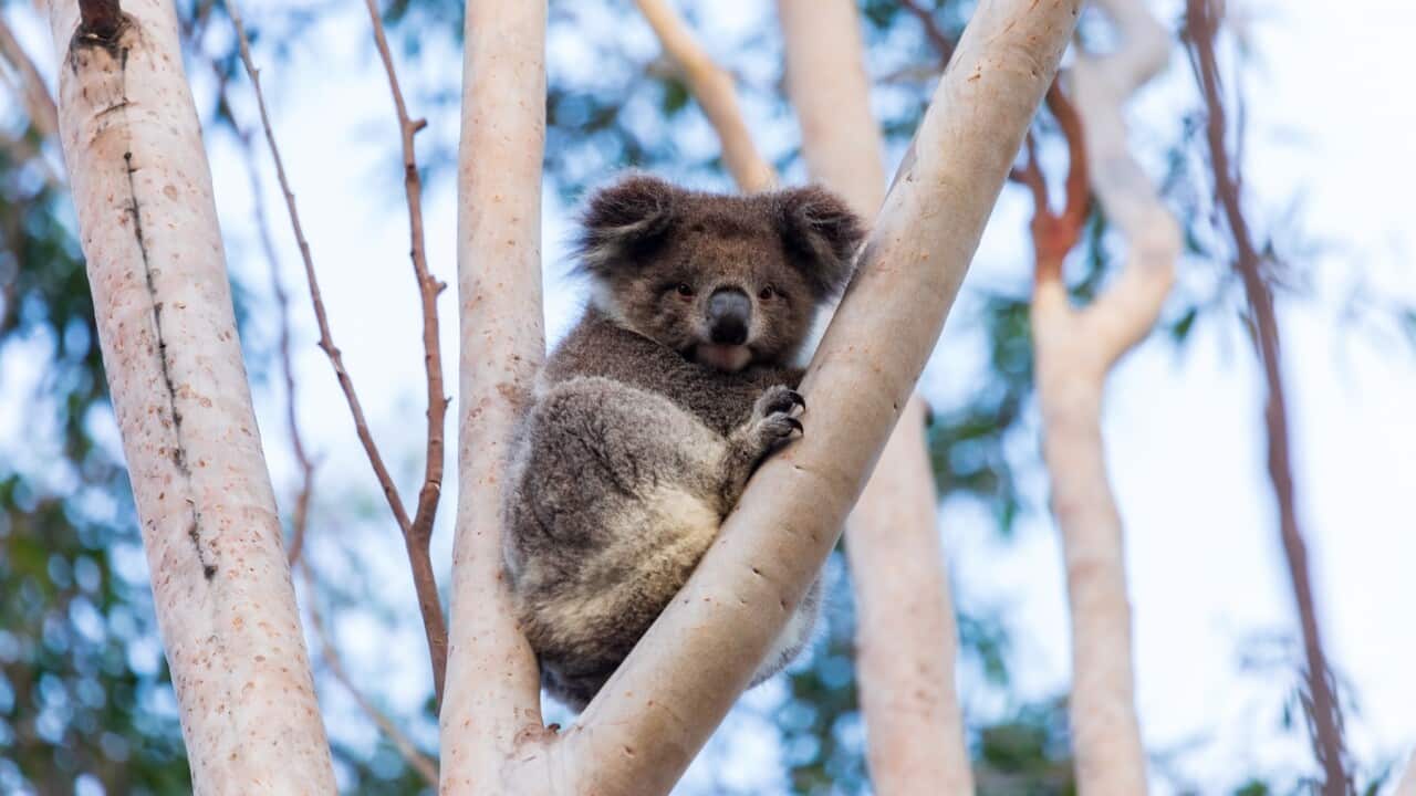 Wild Koala in a tree Australia