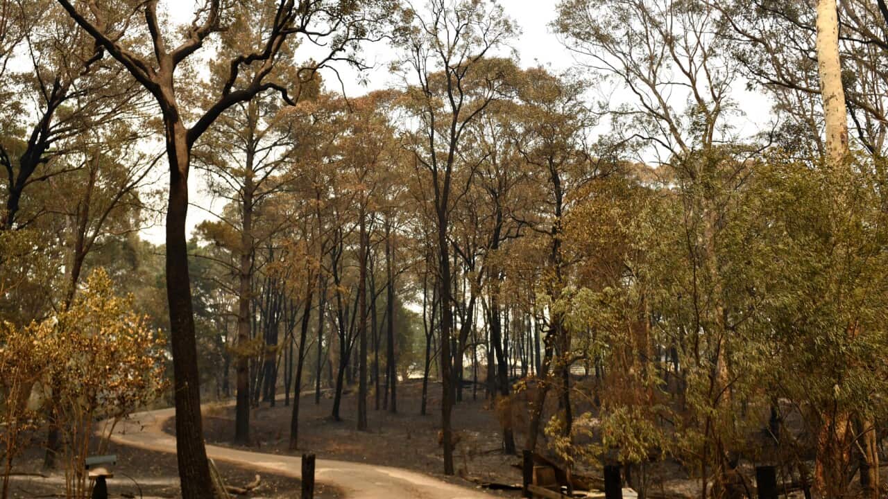 bushfires Sydney smoke