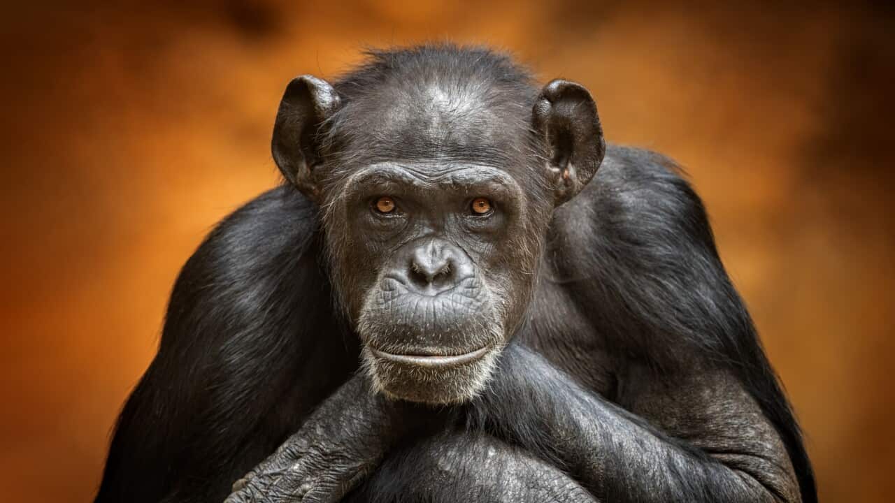 Common chimpanzee