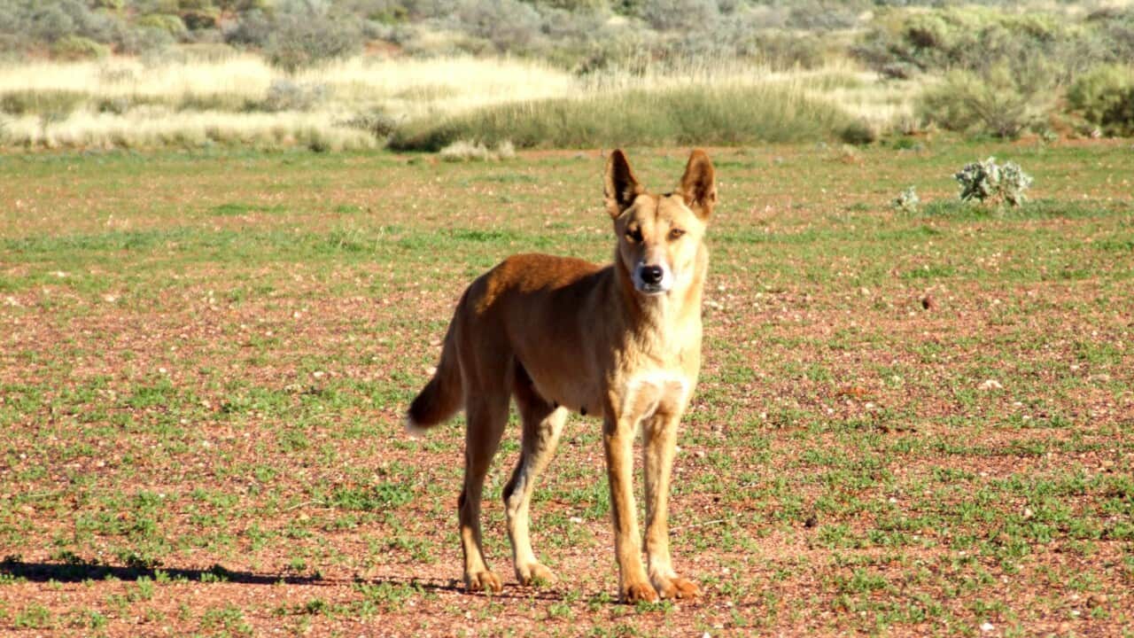 A wild dog