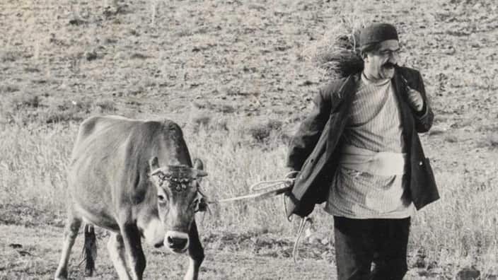 The-Cow_704.jpg