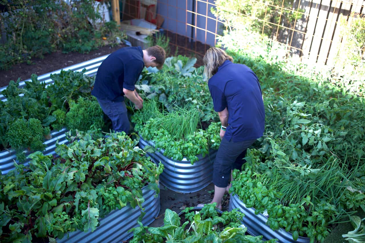 Volunteers work on the urban farm, spread across two car spaces in the Cirrus Fine Coffee parking lot. 