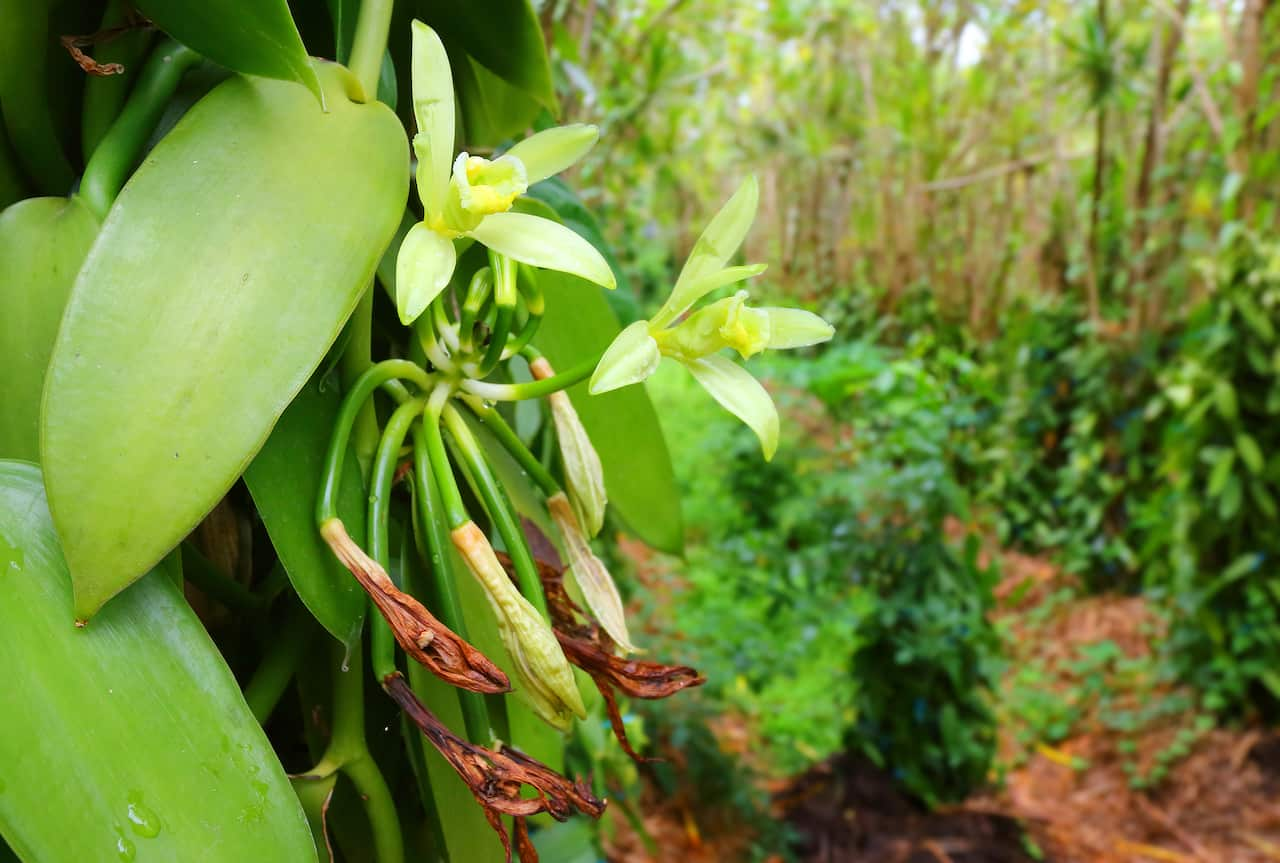 Vanilla flowers plantation.