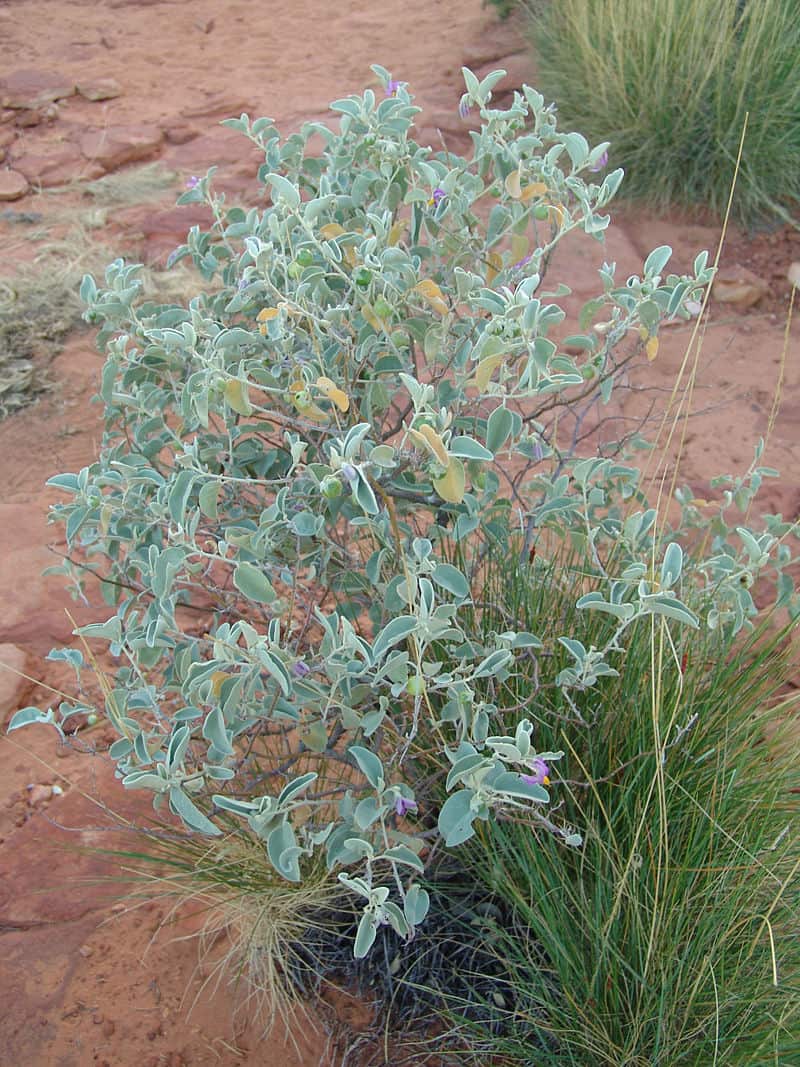 Bush tomato bush