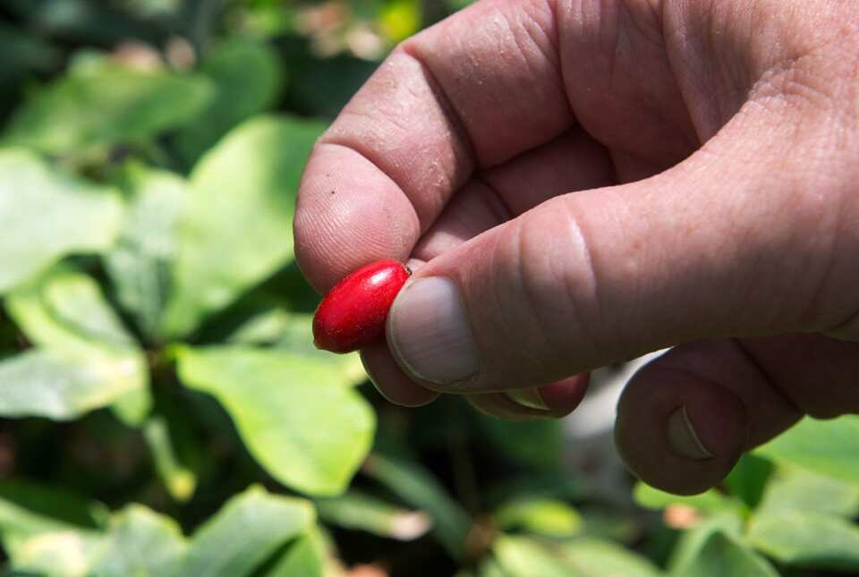 This miracle berry may help chemotherapy patients regain their sense of ...