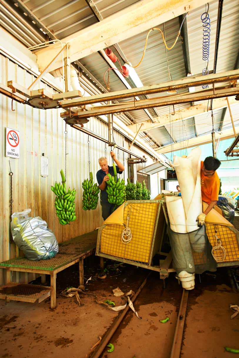 Banana growers