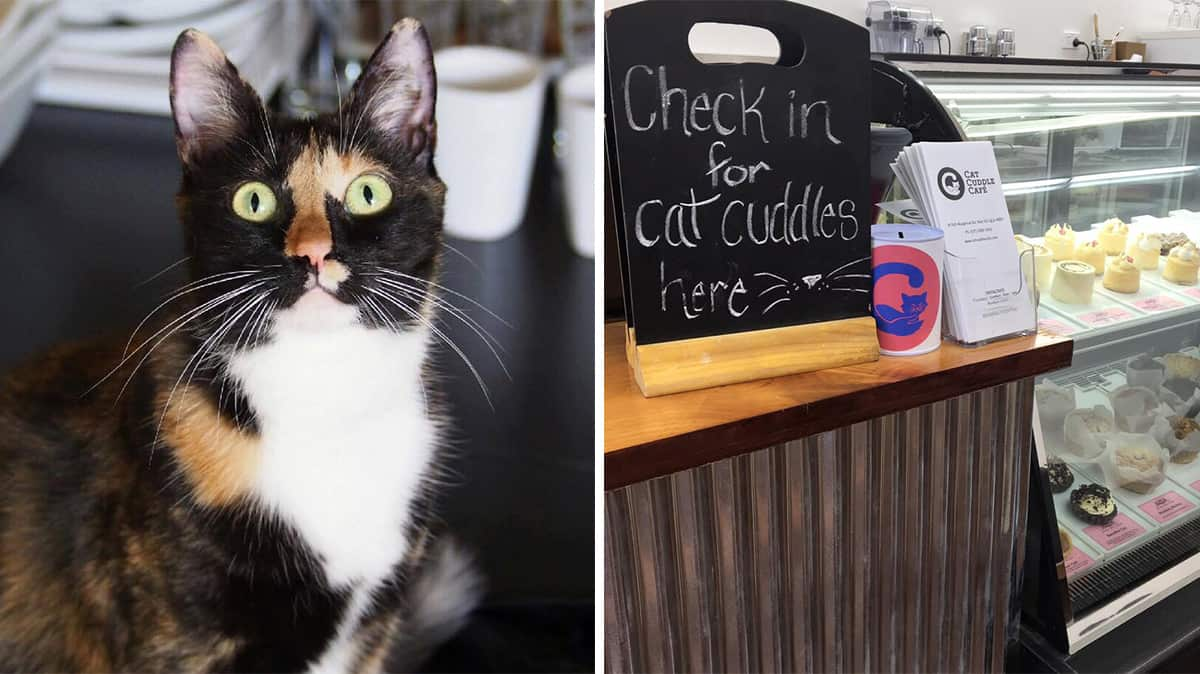 Brisbane's Cat Cuddle cafe