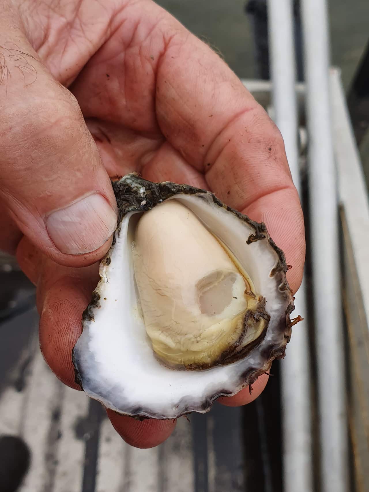 Wonboyn oysters and Australian bushfires.