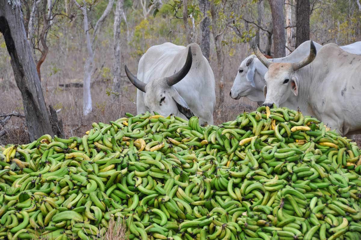 The animals were attracted to the green bananas – for good reason.