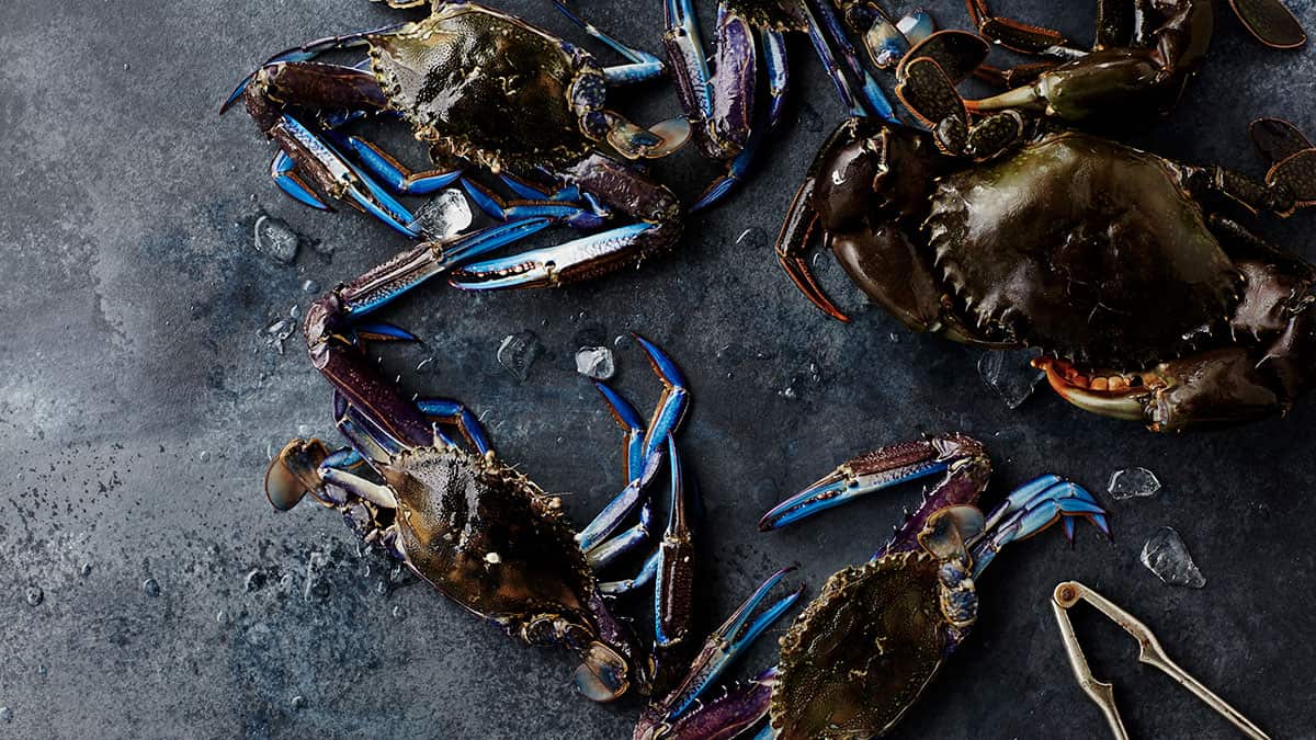 Crab opener