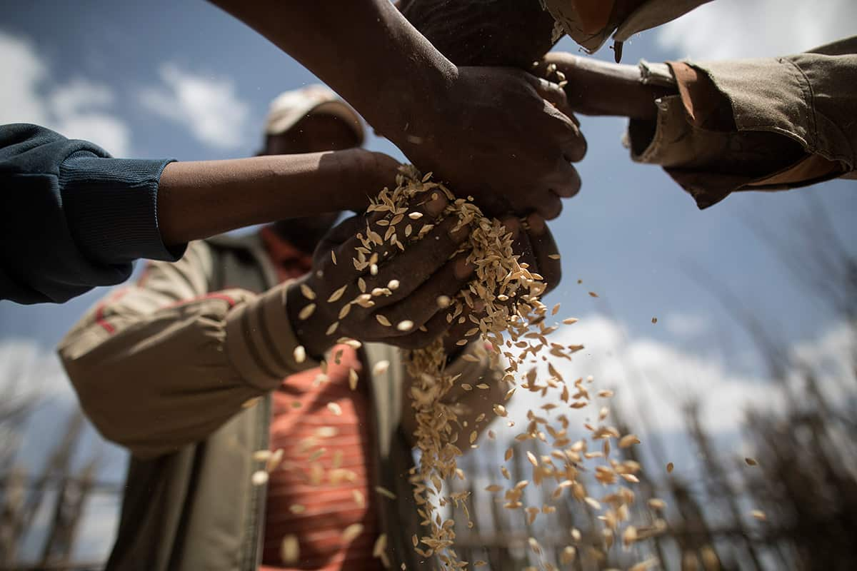 Quality control inspectors sift through barley grains supplied by local farmers before sale to buyers