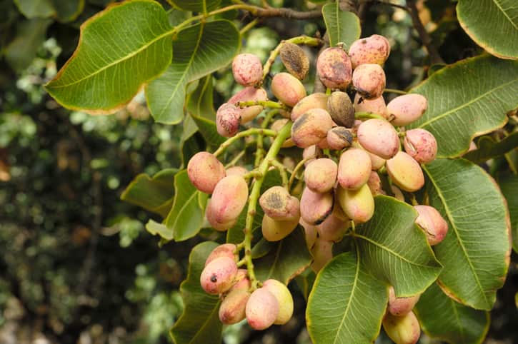Ripe pistachios on the tree