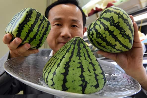 Square, pyramid and heart-shaped watermelons