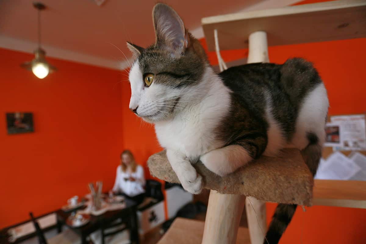 Cat at cafe in Brno, Czech Republic